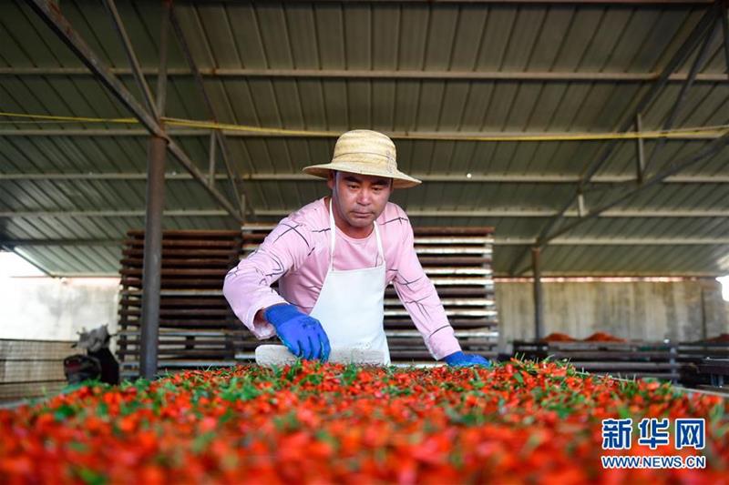 （社会）（1）青海海西：枸杞采摘正当时