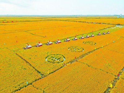 礼赞丰收 共迎小康