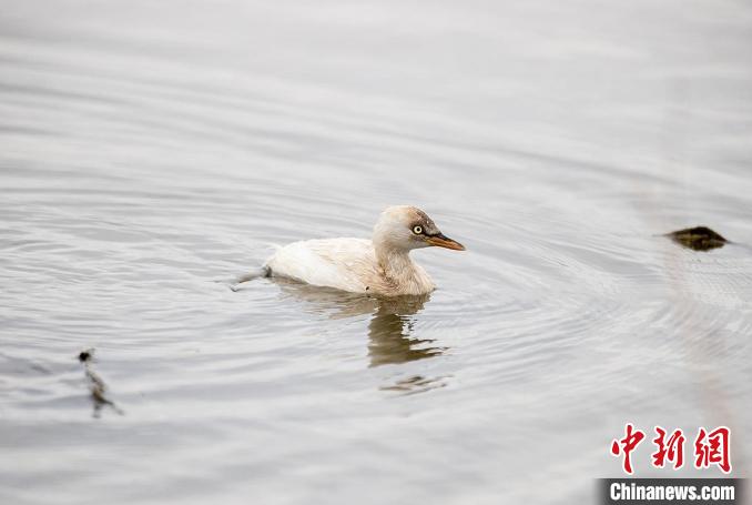 白化小？?现身浙江漩门湾湿地 庞伟伟 摄