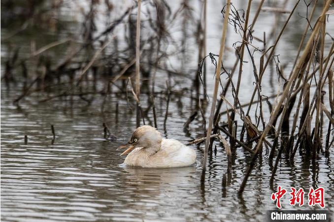 白化小？?现身浙江漩门湾湿地 庞伟伟 摄