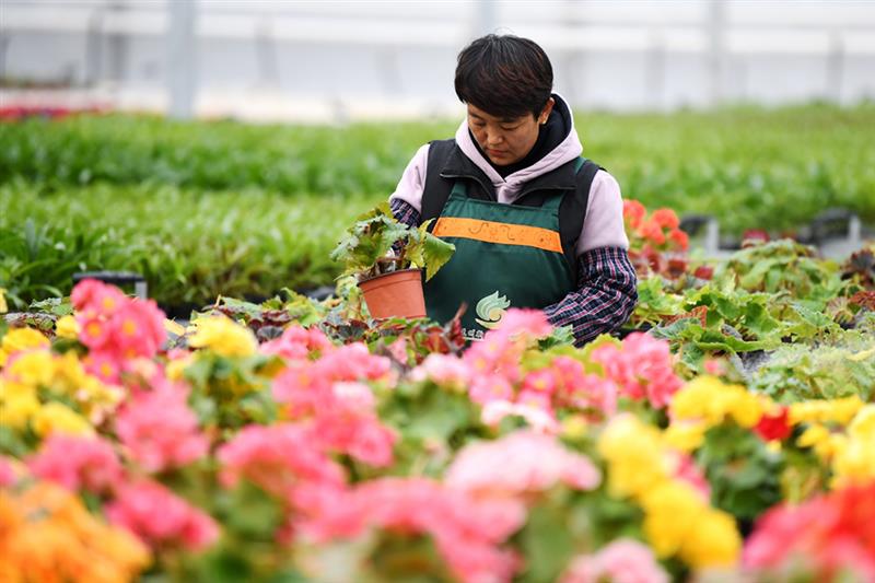 12月8日，工人在兰州新区现代农业示范园内查看花卉生长情况。 新华社记者 陈斌 摄