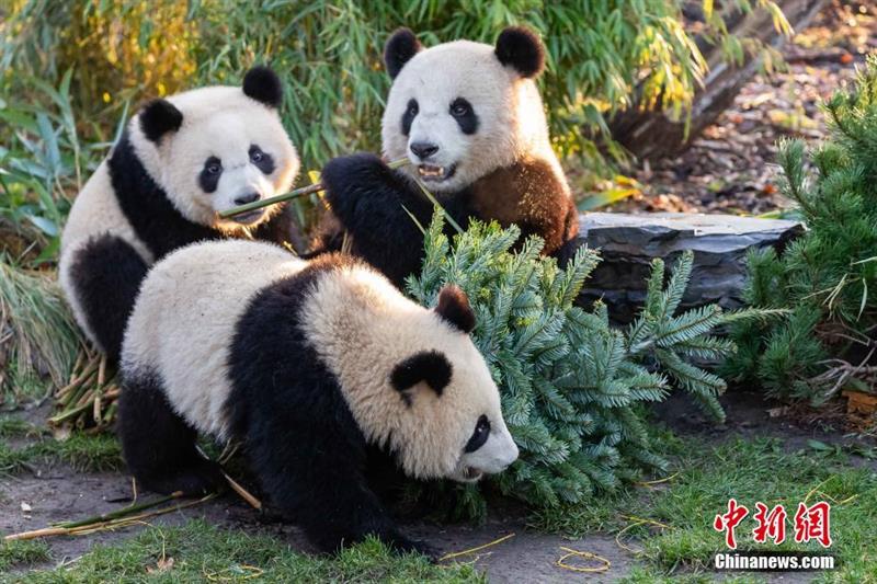 旅德大熊猫一家在柏林欢度圣诞节