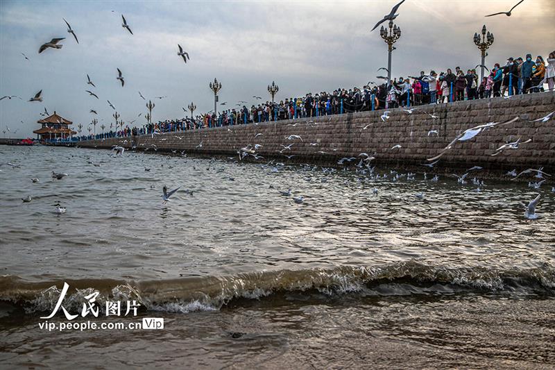 山东青岛：海鸥翔集 再现靓丽风景线【4】