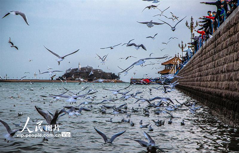 山东青岛：海鸥翔集 再现靓丽风景线【5】