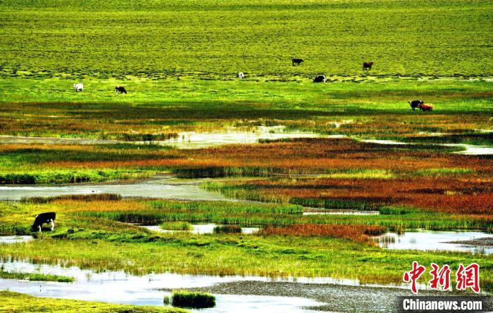 青海：湿地保有量保持814.36万公顷稳居全国第一