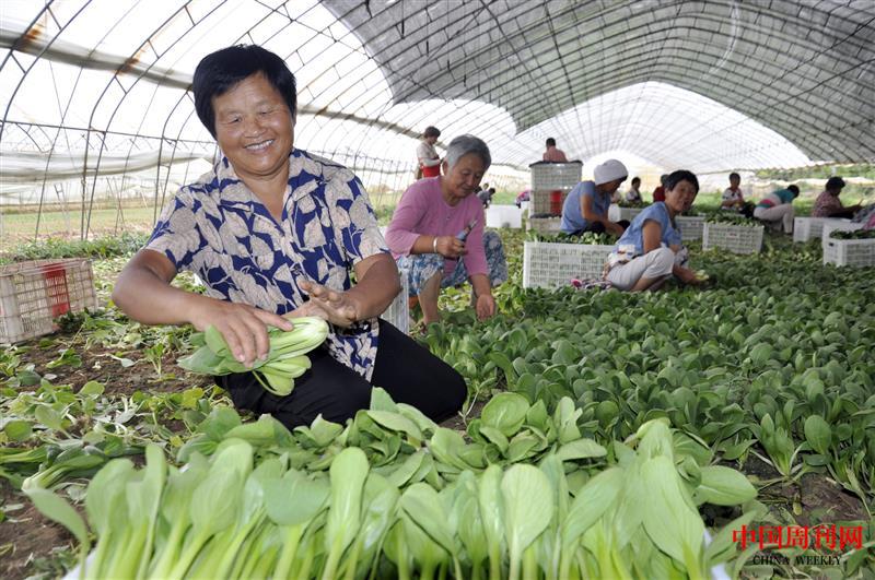 油菜种出绿色脱贫致富路.jpg