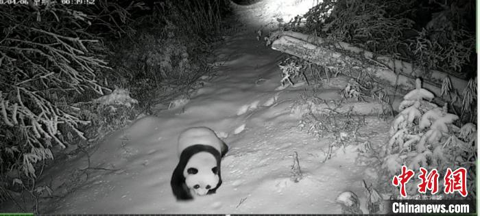 图为甘肃白水江国家级自然保护区监测到的大熊猫在雪地行走的影像。(资料图) 甘肃白水江国家级自然保护区管理局供图 摄