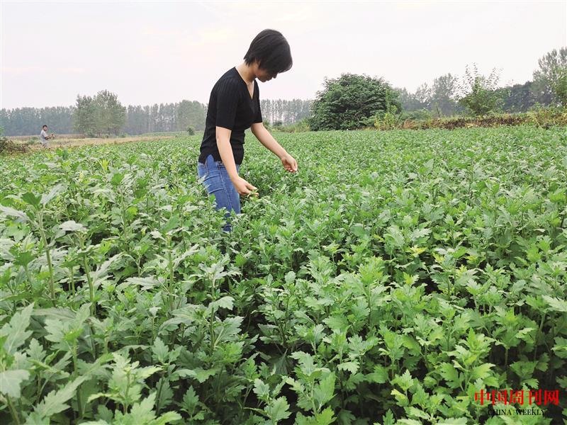 陈晓莹为金丝皇菊疏蕾.jpg