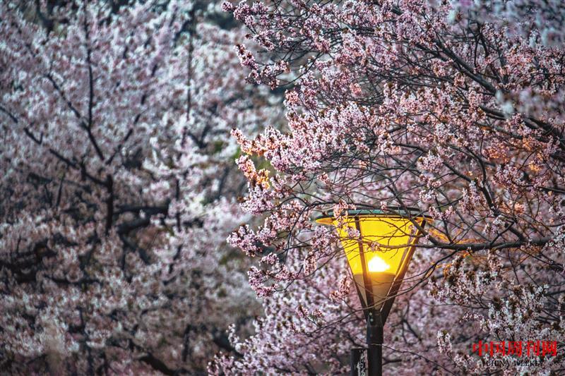 摄图网_501557684_北京夜晚的樱花（企业商用）.jpg