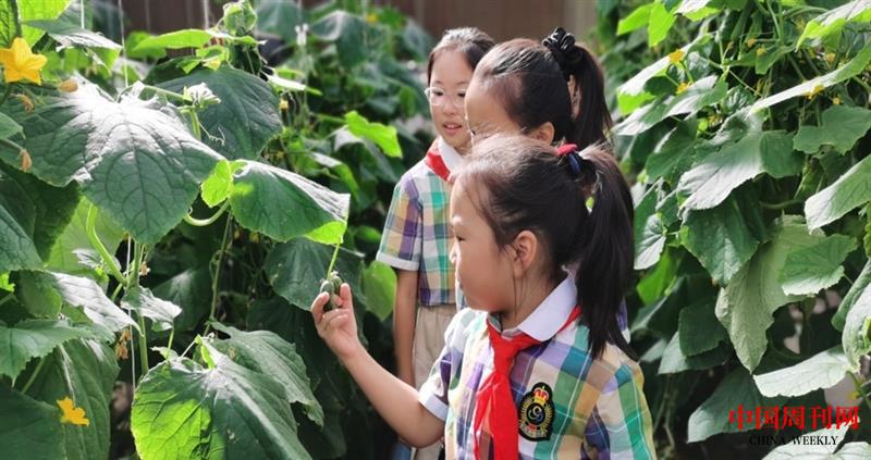 现代冷棚 队员们仔细观察农作物.jpg