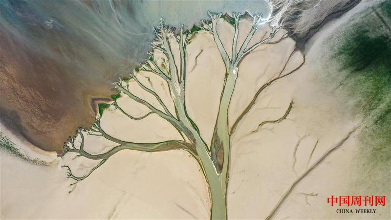鄱阳湖枯水季的生命之树景观.jpg