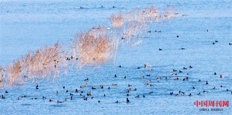 鄱阳湖全球极危候鸟--青头潜鸭.jpg